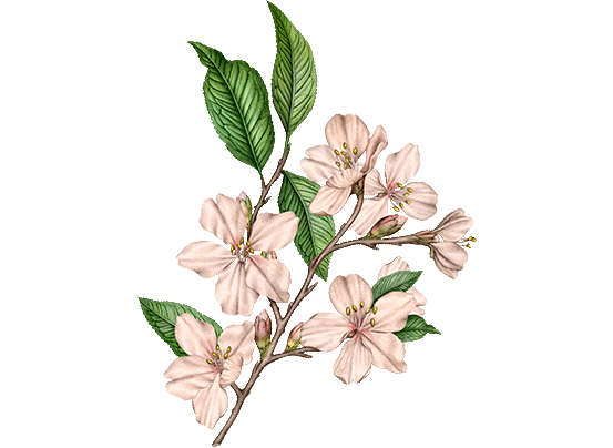 GINSENG