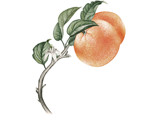 AROMACHOLOGIE